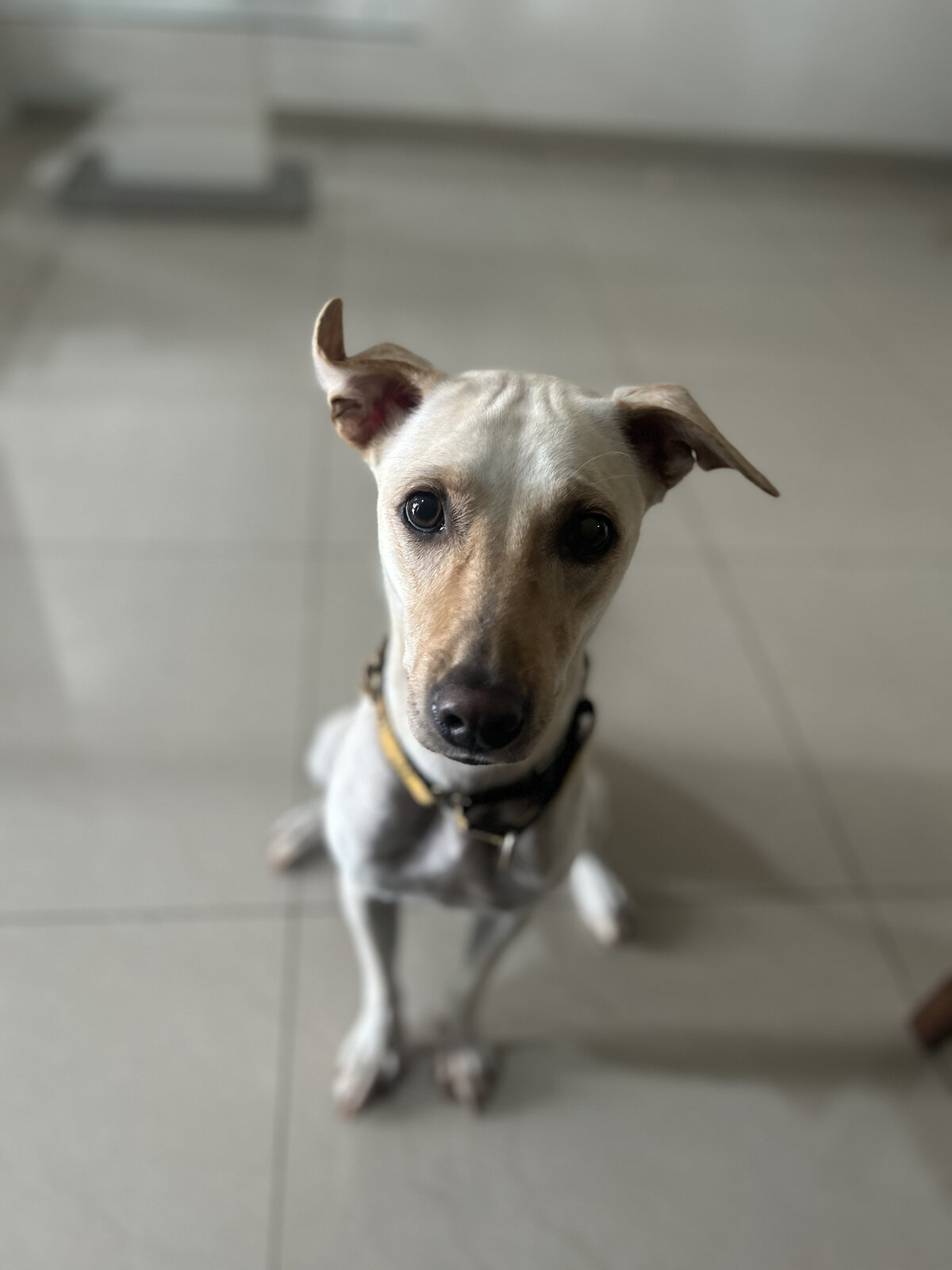 Tintin