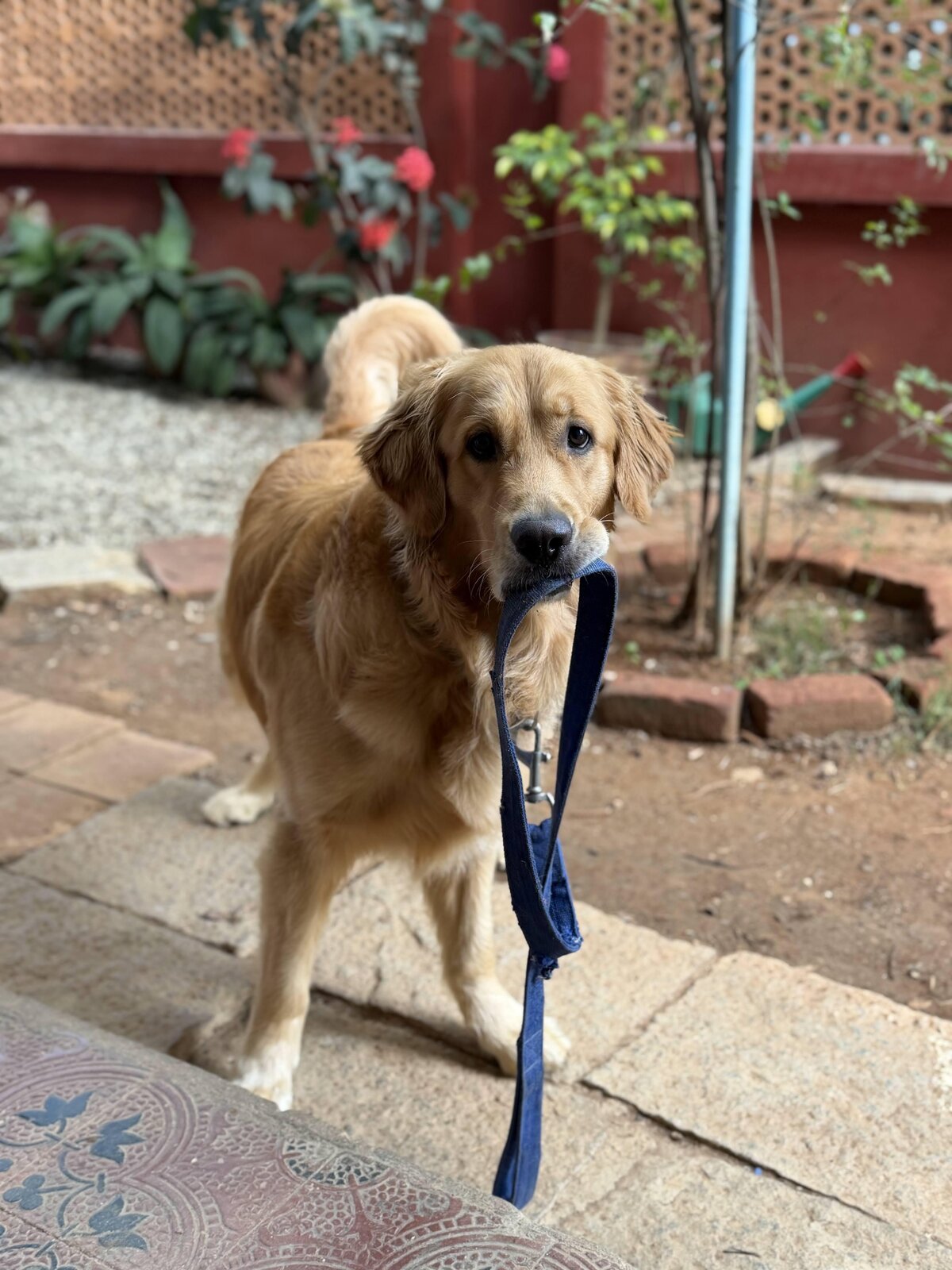 Dog training session